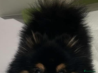 Pomeranian dogs for stud: Pomeranian for Stud - Advert 1