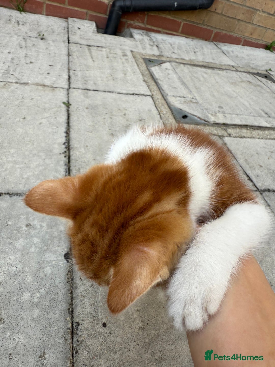 Mixed Breed cats for sale: loved and cared for kittens looking for new home🥹 - Image 16