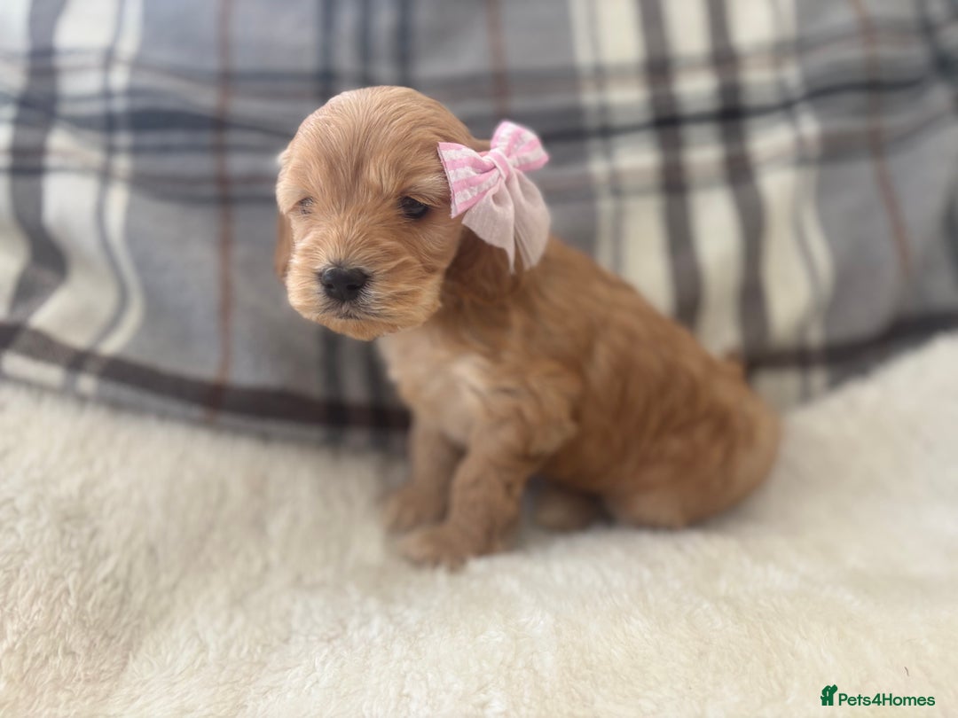 Cockapoo dogs for sale:  🐾SHOW TYPE F1 COCKAPOO PUPPIES 4 BOYS 2 GIRLS 🐾 - Image 14