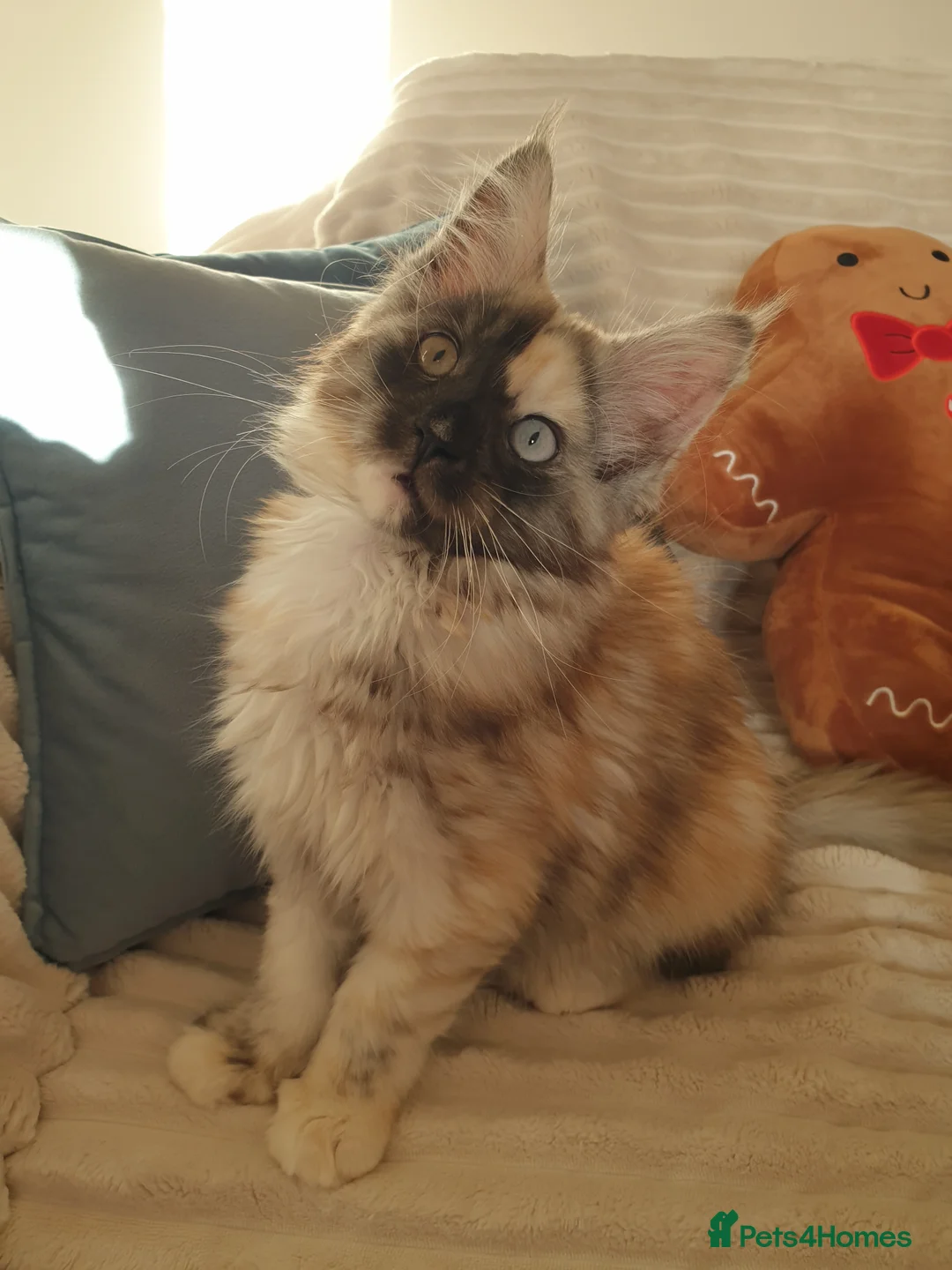 Maine Coon cats for sale: Maine coon girl 💛💙 - Advert 4