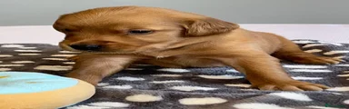 Golden Retriever Dark Green