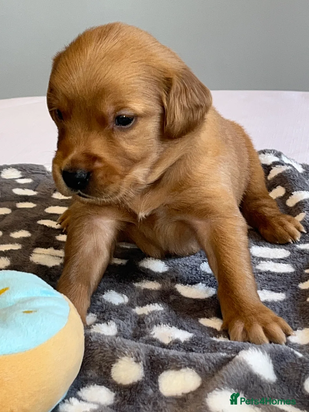 Golden Retriever dogs for sale: KC Fox Red Golden Retriever Puppies  in ELY - Advert 2