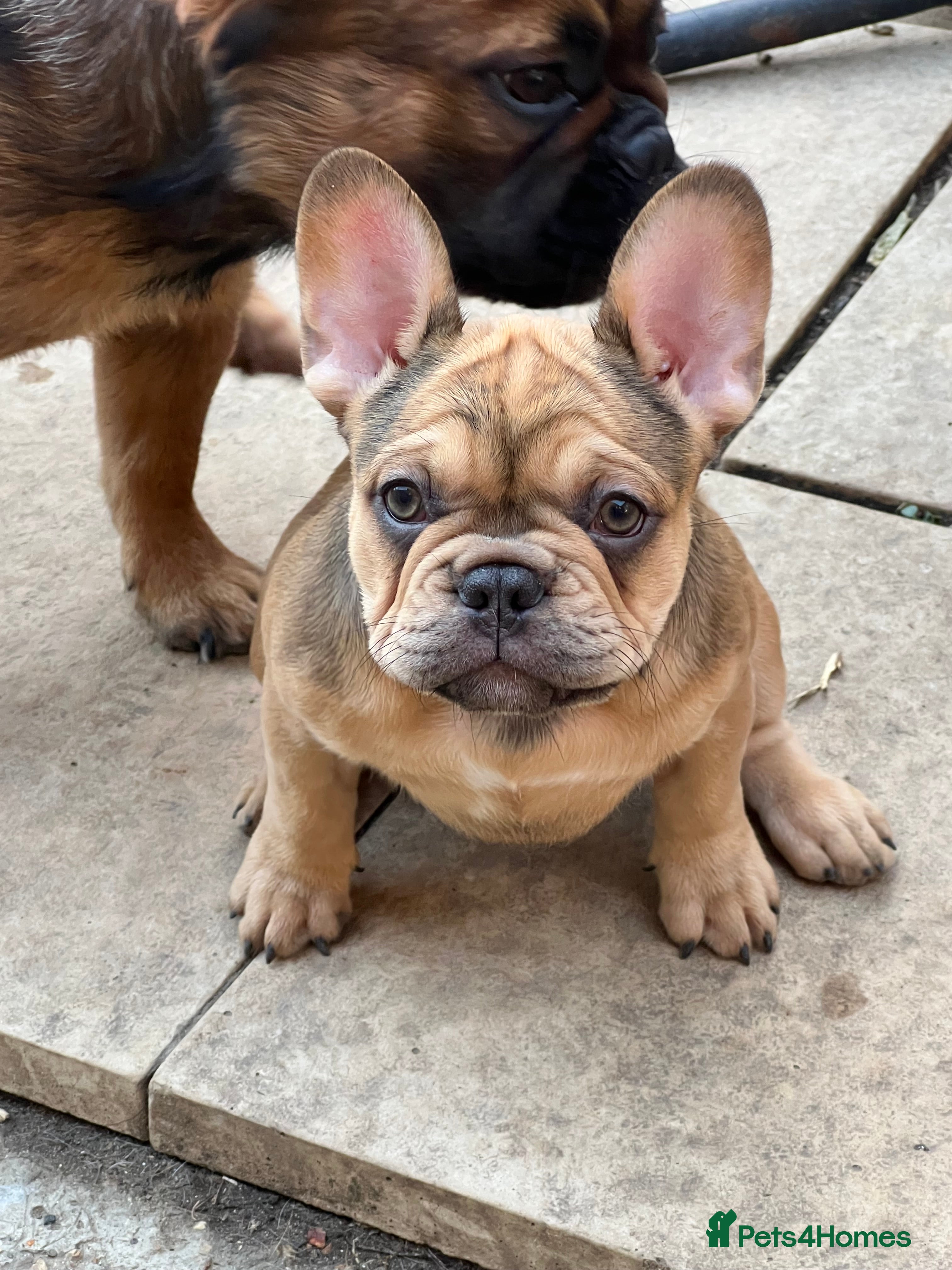 French Bulldog dogs French bulldog puppies - Advert 3