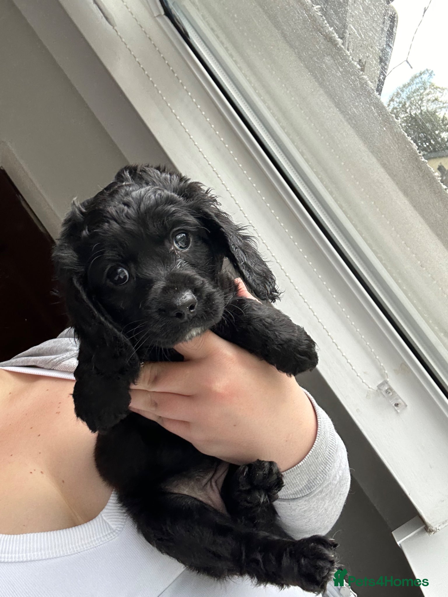Mixed Breed dogs Cockalier-poo ready to leave 25th April  - Advert 11