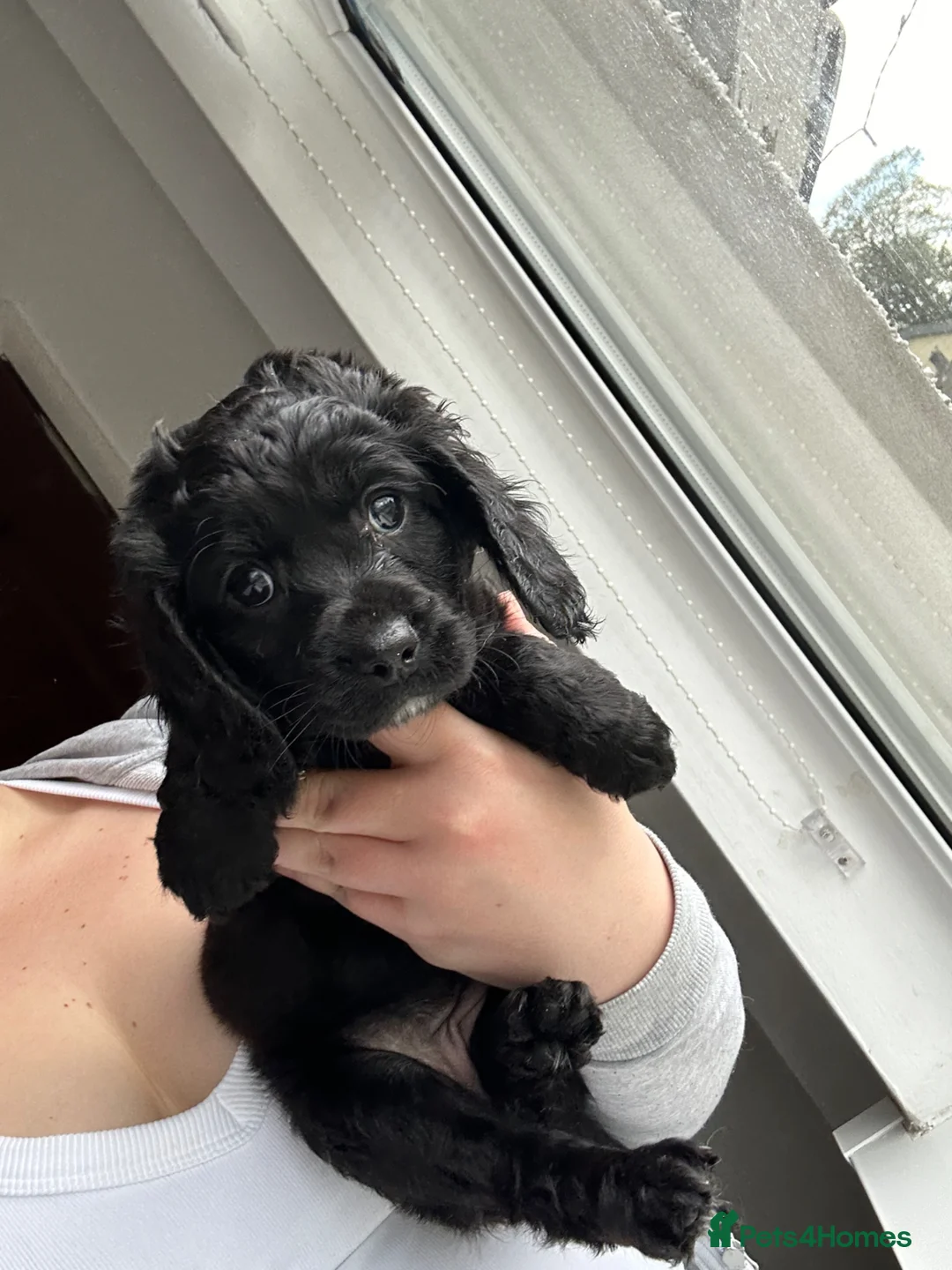 Mixed Breed dogs for sale: Cockalier-poo READY TO LEAVE  - Advert 2