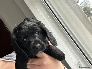 Mixed Breed dogs Cockalier-poo ready to leave 25th April - Advert 11