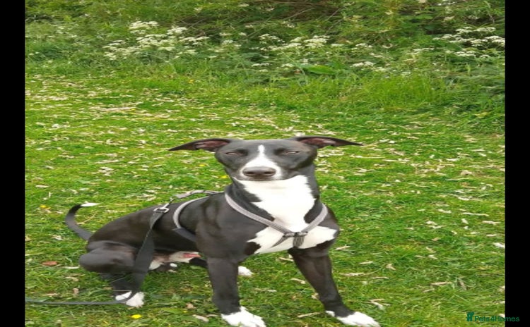 Lurcher dogs - Advert 2