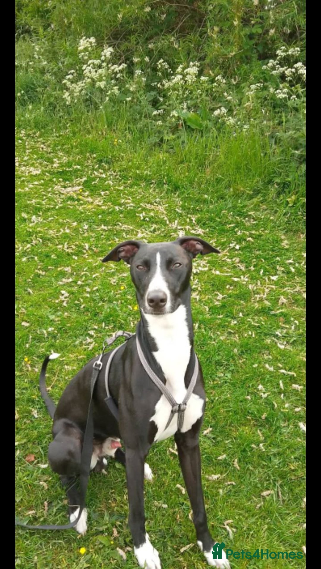 Lurcher dogs for stud: 🌟Luka is officially up for stud🌟 - Image 1