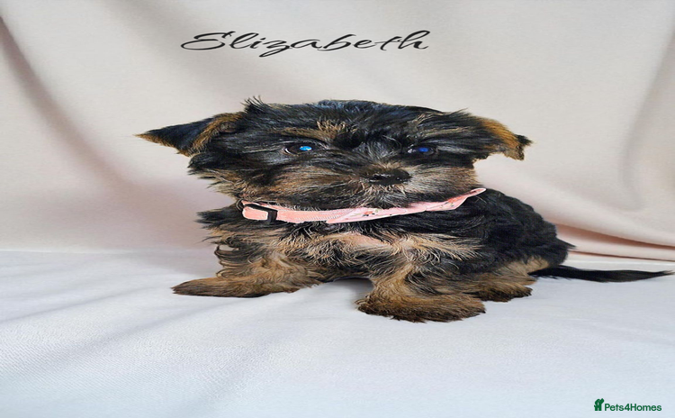 Yorkshire Terrier dogs - Advert 4