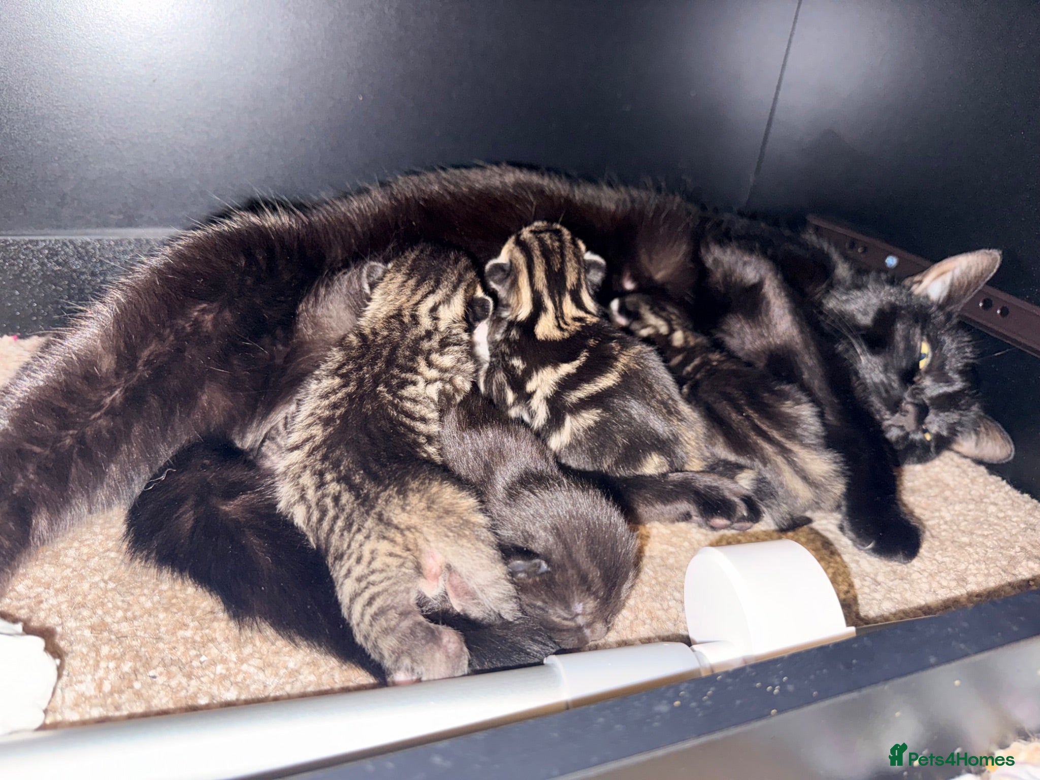 Mixed Breed cats 2 girls available to go  - Advert 1