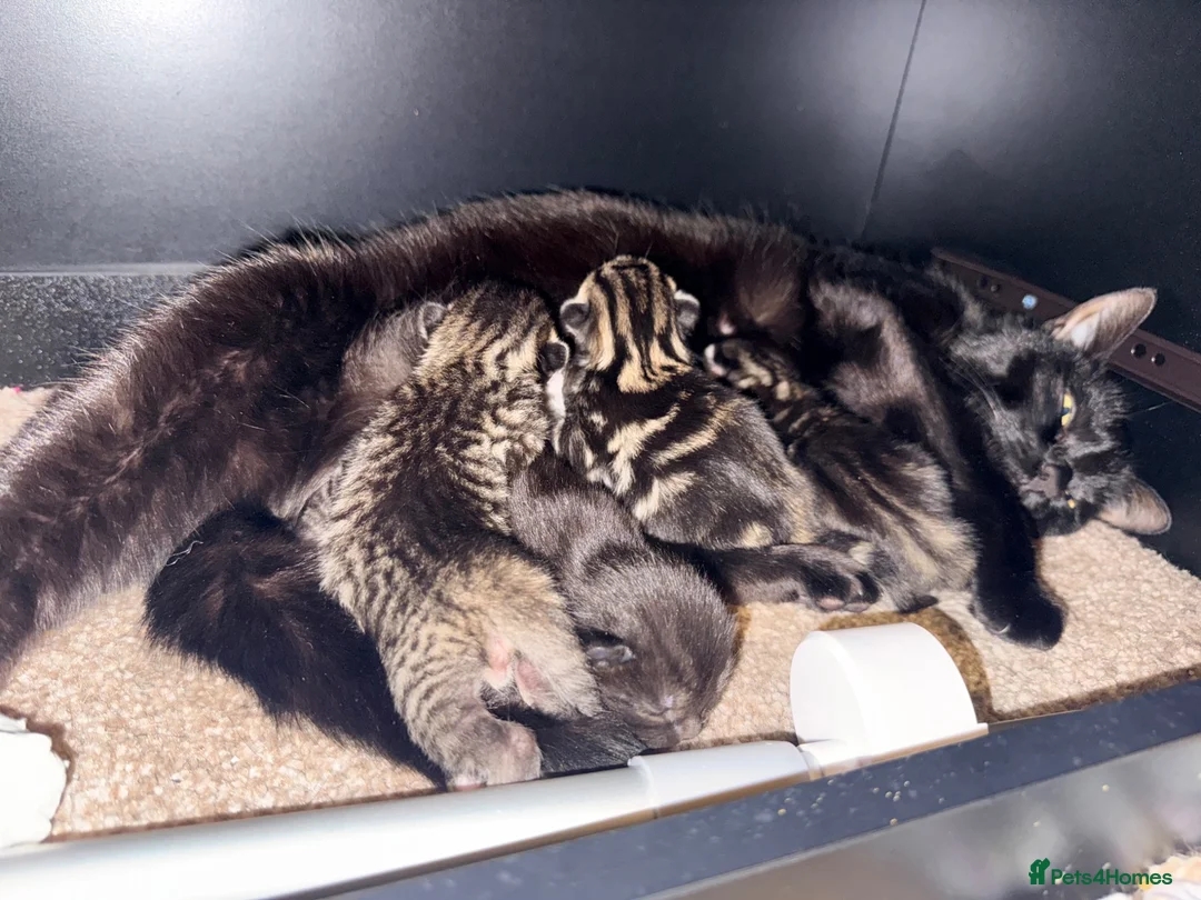 Mixed Breed cats for sale: 2 girls available to go  - Advert 1