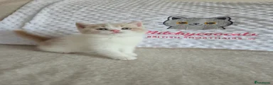Cream harlequin 