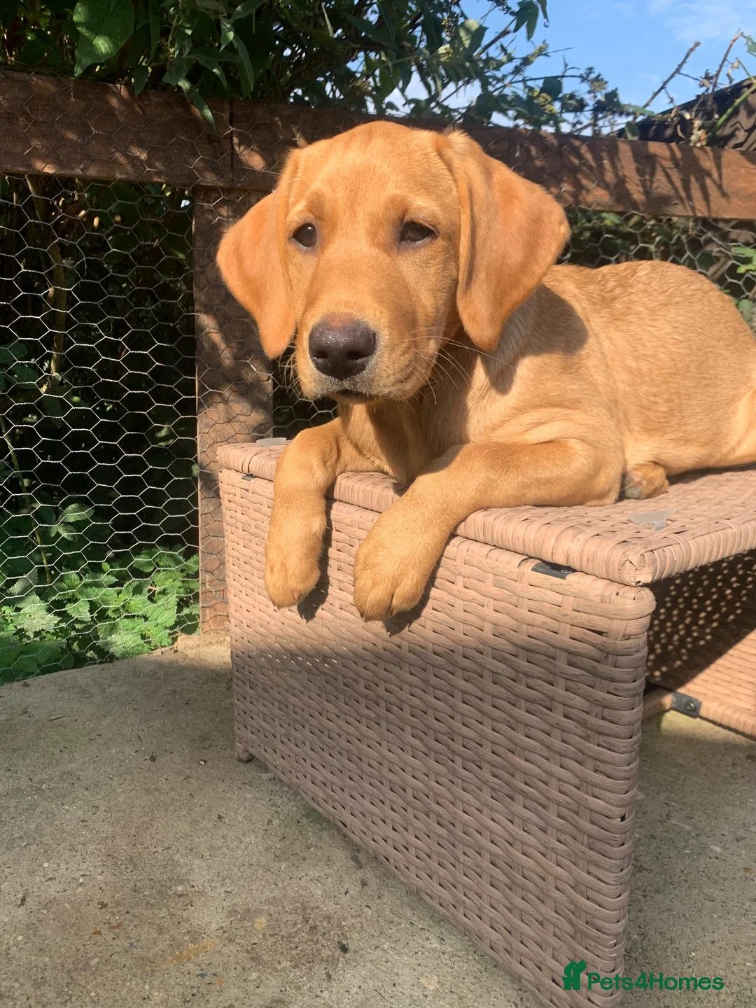 Labrador Retriever dogs for sale: Stunning KC Labrador / 1 boy available 🐾 - Advert 17