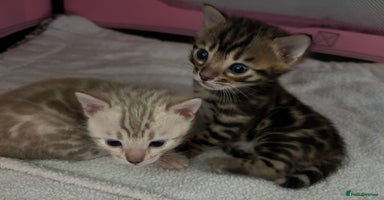 Bengal cats - Advert 3