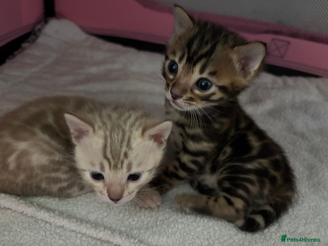 Bengal cats for sale: Beautiful pedigree bengal kittens  - Image 2