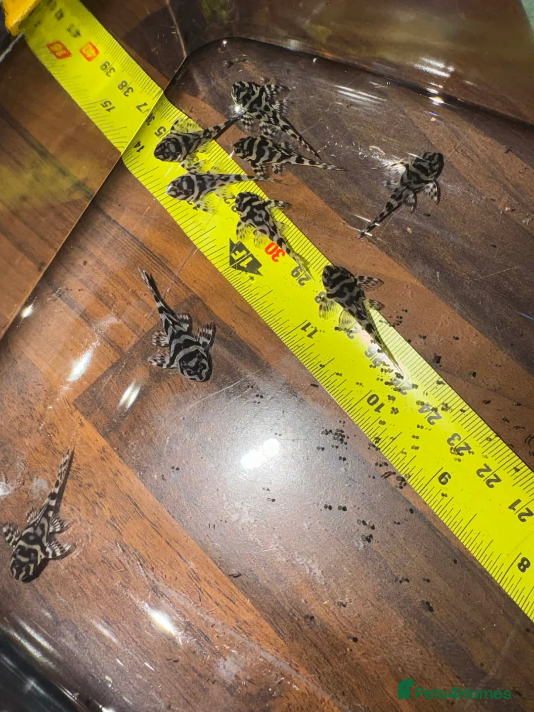 Plecos fish for sale: L236 Hypancistrus  - Advert 2