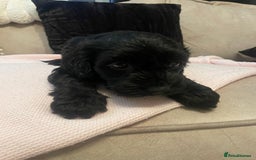 Cockapoo dogs for sale: 4 Stunning and Healthy cockapoos *2 girls 2boys* - Image 12