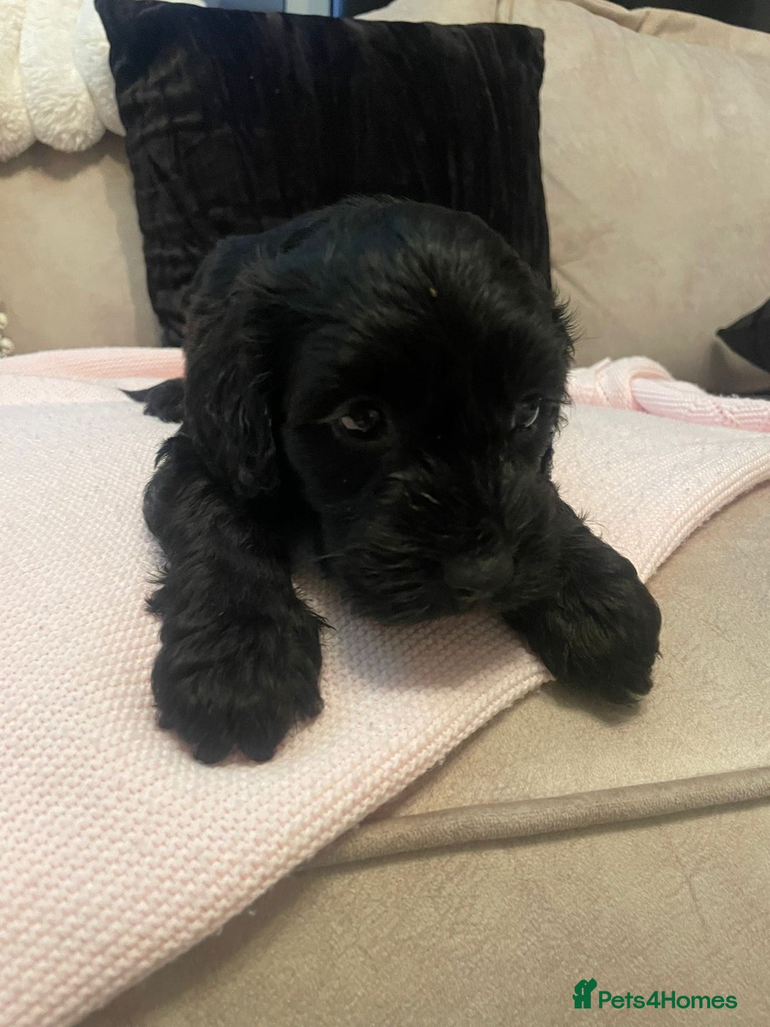 Cockapoo dogs for sale: 4 Stunning and Healthy cockapoos *2 girls 2boys* - Image 12