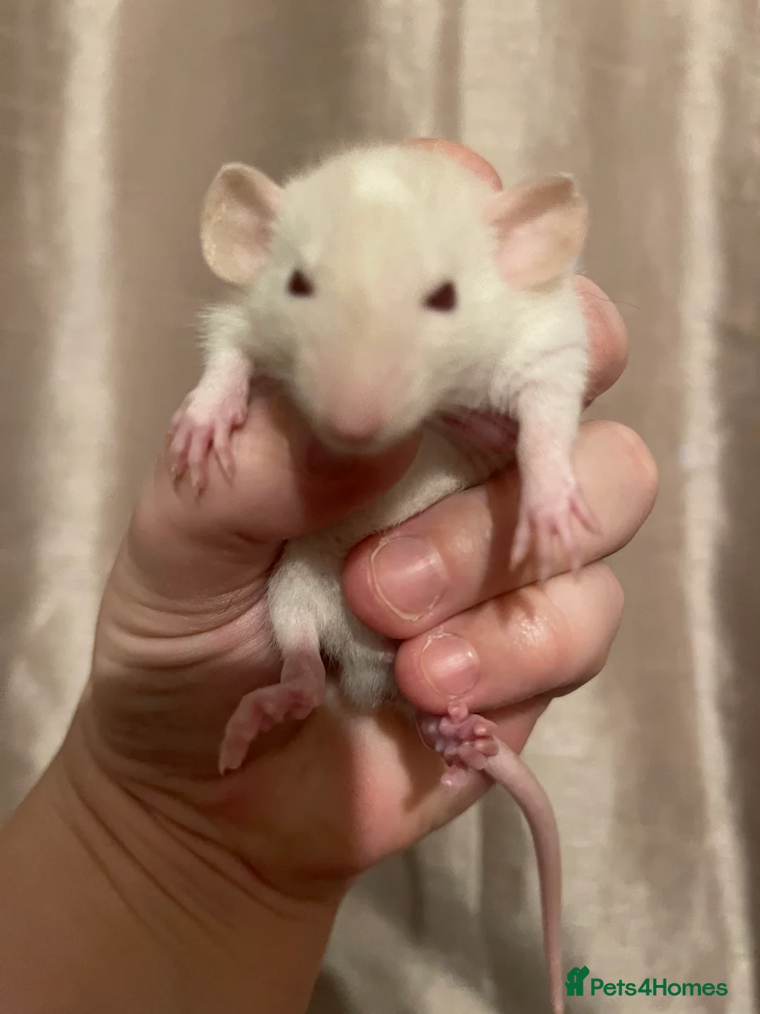 Rat rodents for sale: Baby rats looking for 5*homes only  - Advert 9