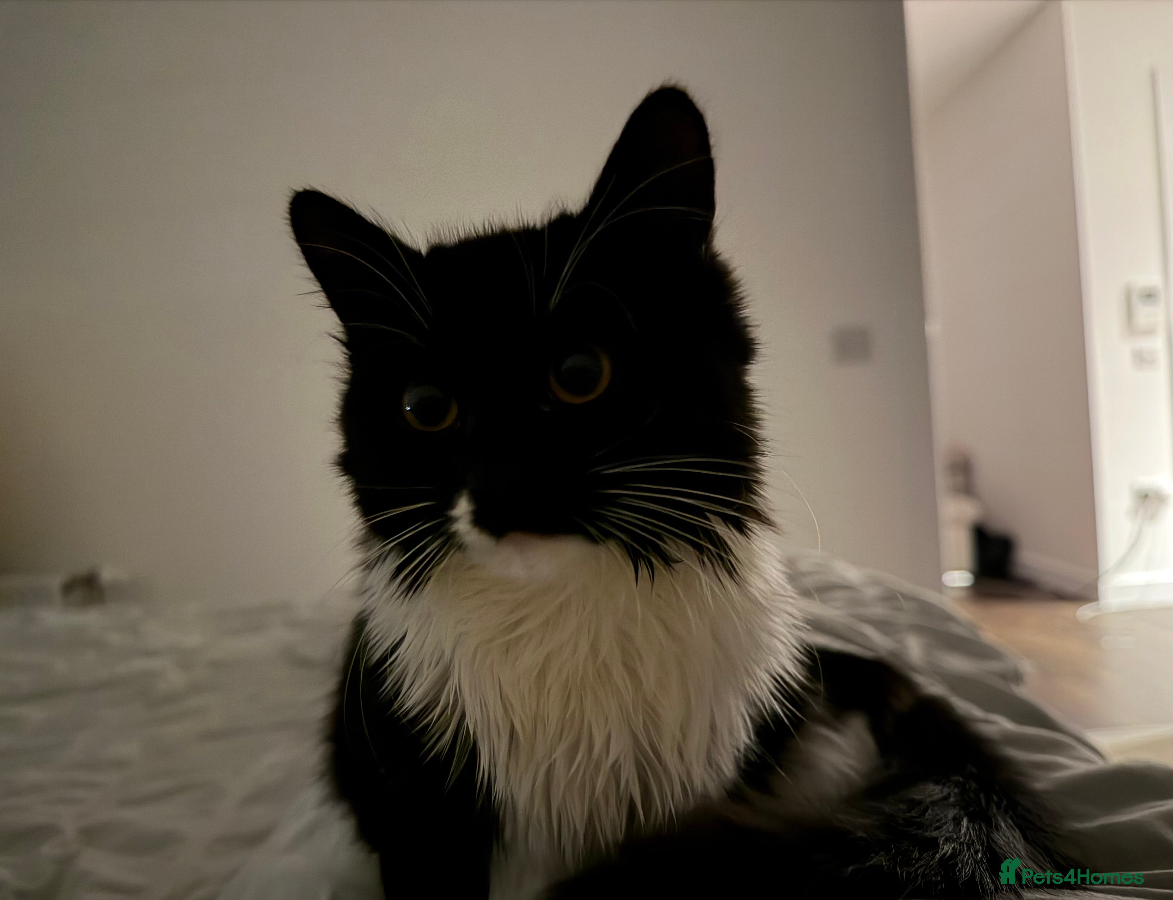 British Shorthair cats kitten for sale  - Advert 2