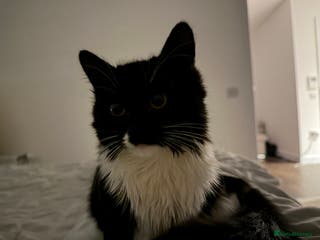 British Shorthair cats kitten for sale - Advert 2