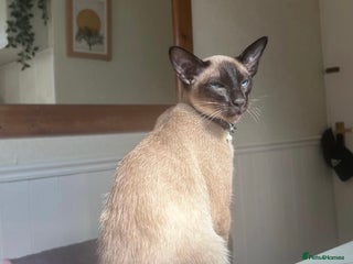 Siamese cats for stud - Advert 1