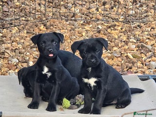 Mixed Breed dogs Border terrier cross patterdale terrier - Advert 1