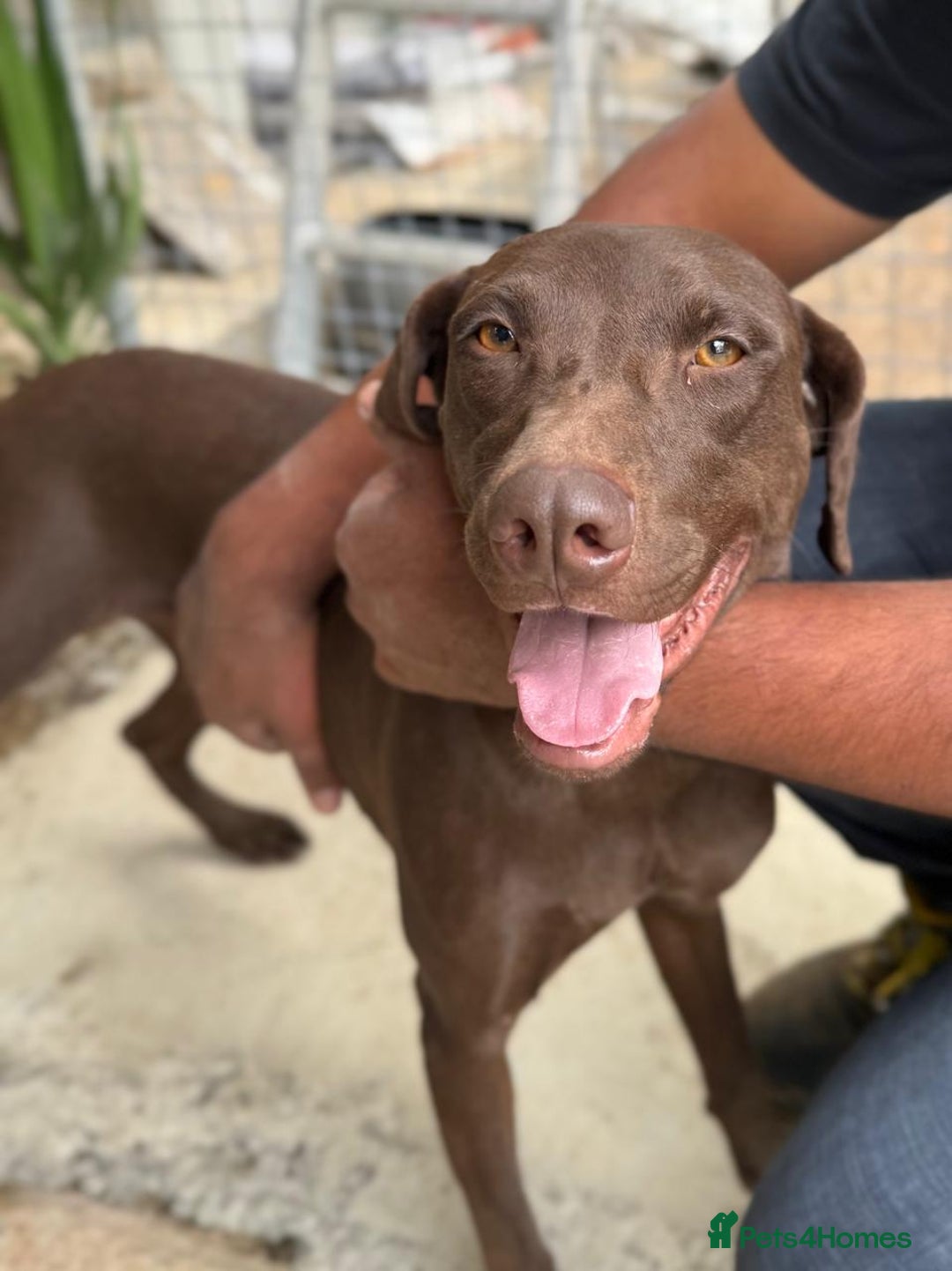 Mixed Breed dogs for adoption: Chocolate (Labrador/Pointer mix) - Advert 4