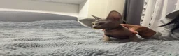 Sphynx cats for sale: 😍Two Beautiful Sphynx Girls😍 - Advert 3