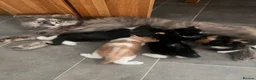 Himalayan cats for sale: Himalayan cross - Advert 16