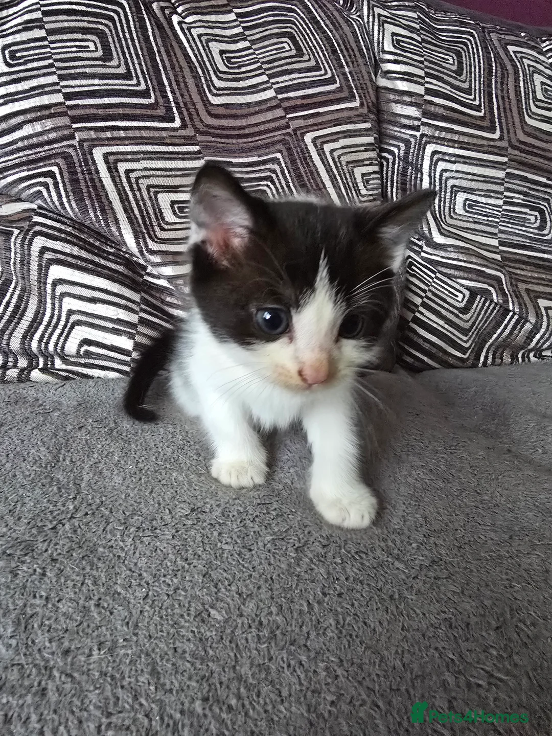 Mixed Breed cats for sale: 3 Beautiful Black & White kittens - Advert 15