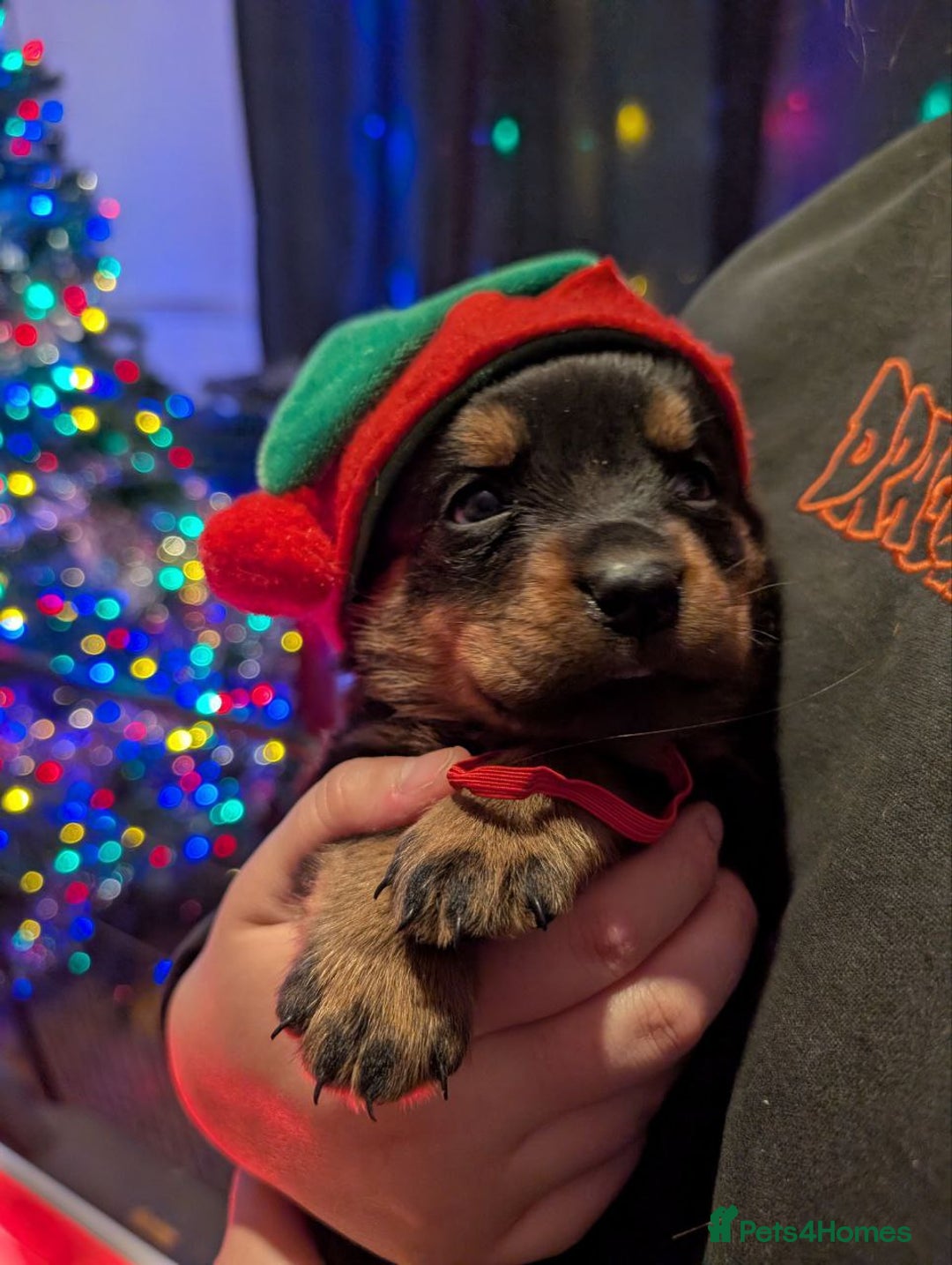 Rottweiler dogs for sale: 🐶 KC Rottweiler Puppies – German ADRK Bloodlines - Advert 2