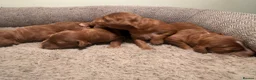 Cockapoo dogs for sale: Dark Fox red F1 toy / show cocker health tested - Advert 8