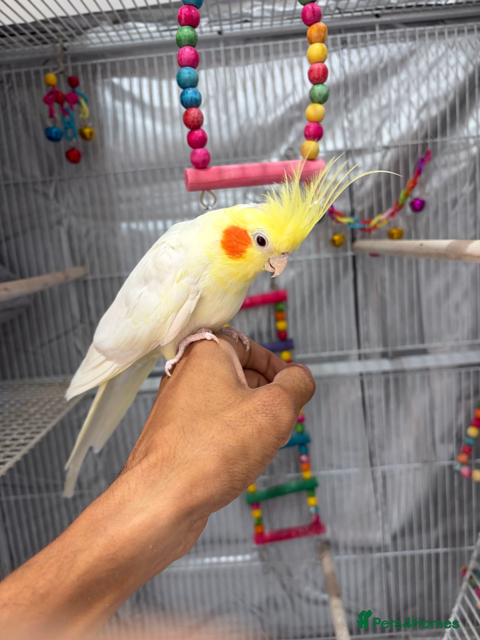 Cockatiels birds Beautiful Male hand tame cockatiel & huge cage - Advert 1