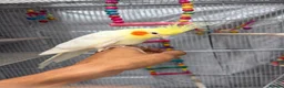 Cockatiels birds for sale: Beautiful Male hand tame cockatiel & huge cage in Bexleyheath - Advert 1