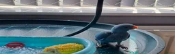 Ringnecks birds for sale: Baby hand tame Blue and Violet  - Advert 7