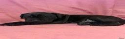 Cane Corso dogs for sale: Cane corso puppies for sale - Advert 9
