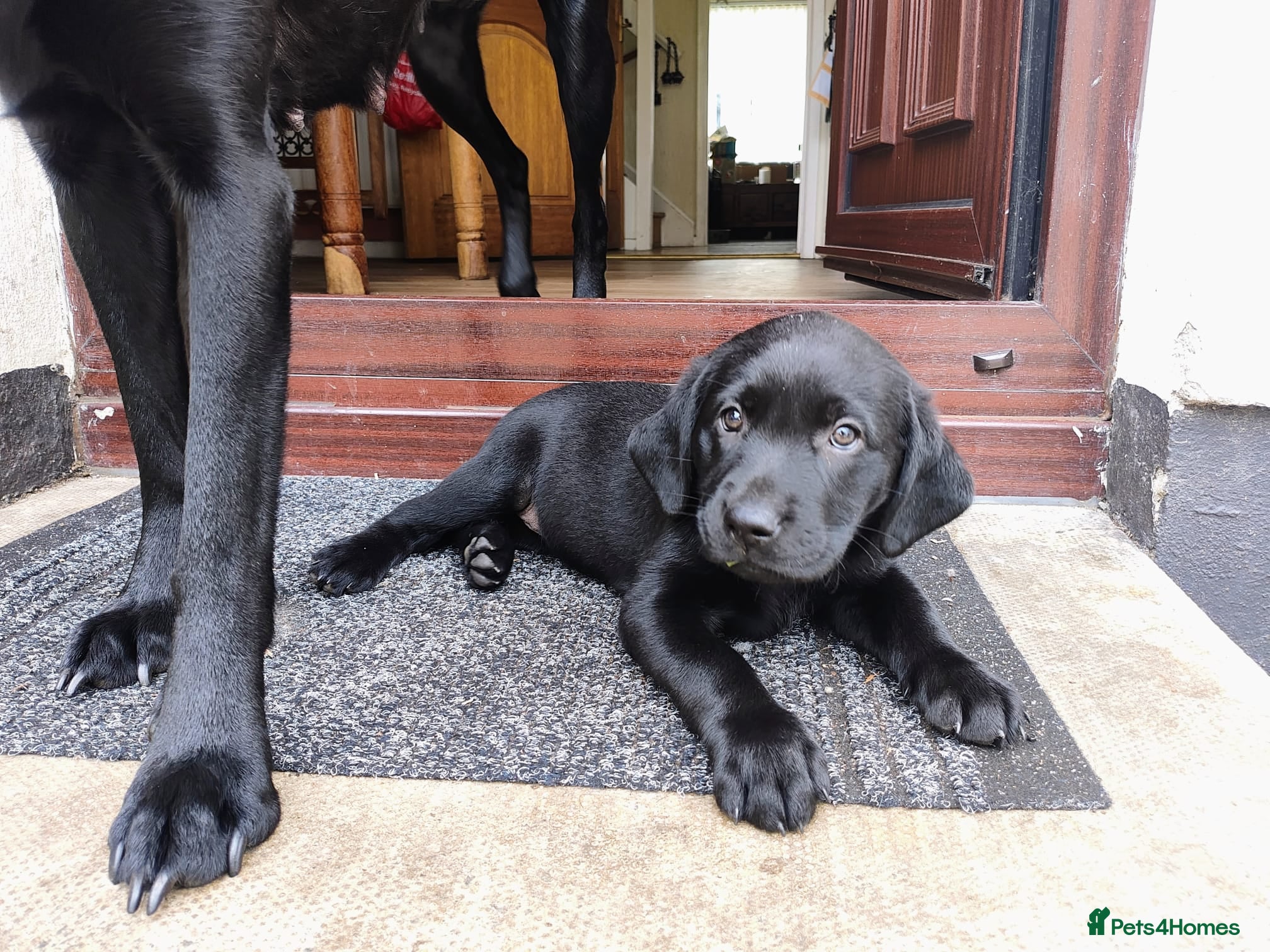 Labrador Retriever dogs black male lab pup for sale - Advert 10