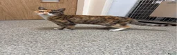 Mixed Breed cats for adoption: ❤️🐱 BERNICE – LEFT BEHIND...  in Derby - Advert 3