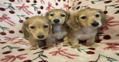 Miniature Dachshund dogs - Advert 5
