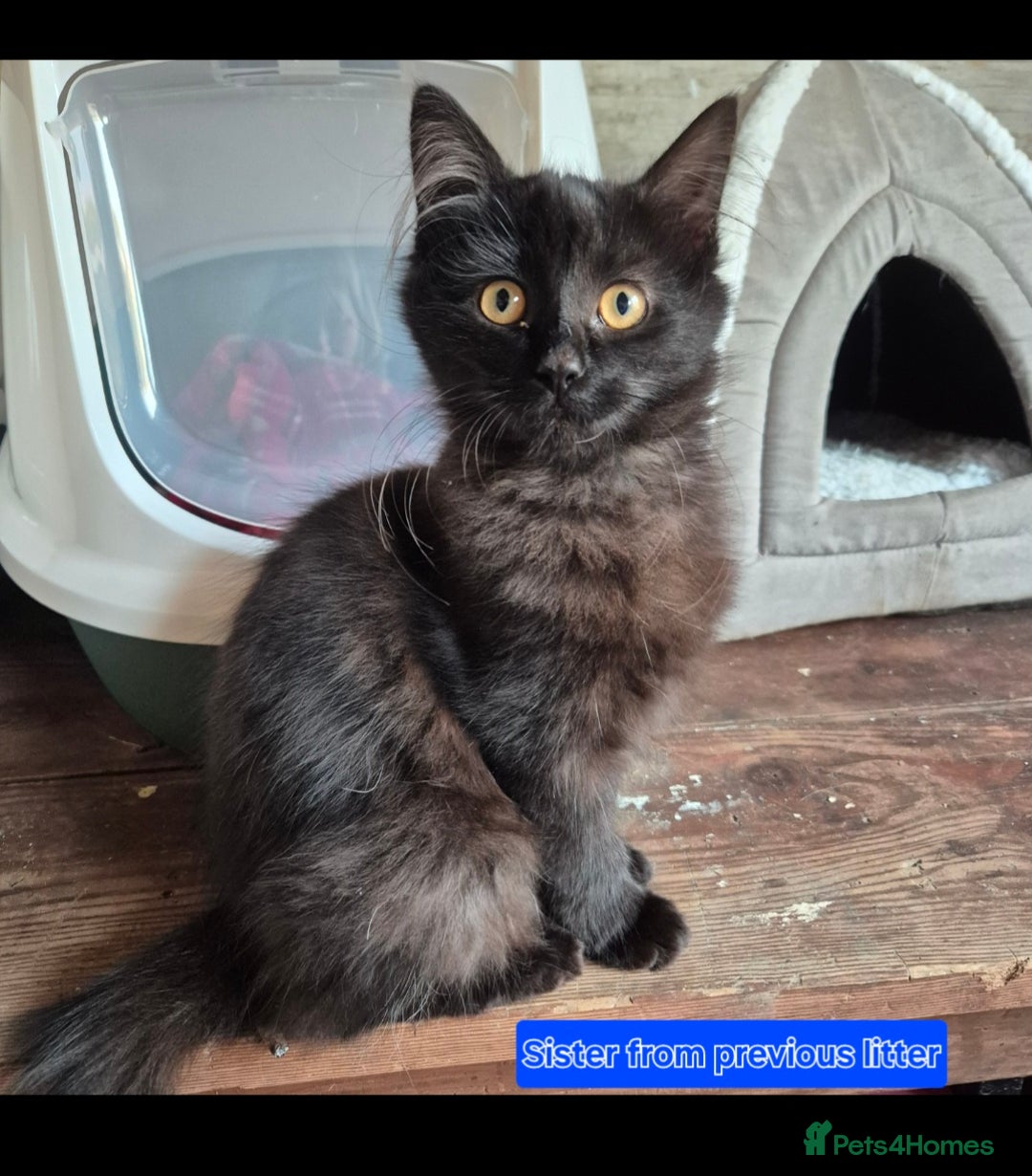 Siberian cats for sale: Beautiful Siberian x BSH kittens  - Image 23