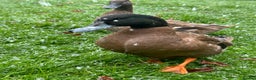 Ducks poultry for sale: Male Khaki Campbell Duck for FREE - Advert 1