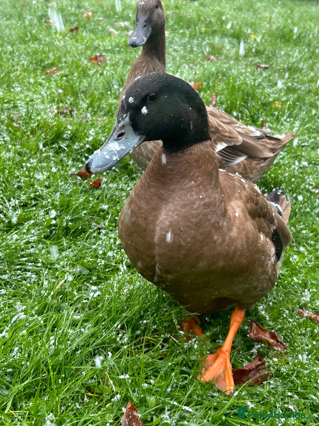 Ducks poultry for sale: Male Khaki Campbell Duck for FREE - Advert 1