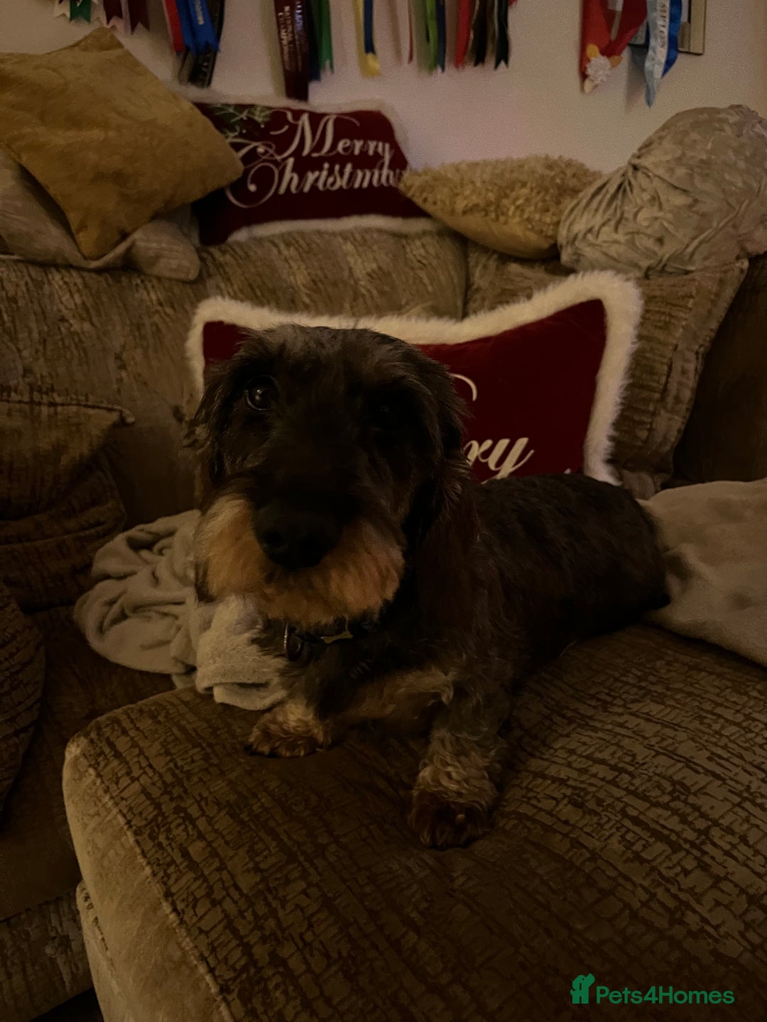 Mixed Breed dogs for sale: Two beautiful puppies looking for there new home  - Advert 5