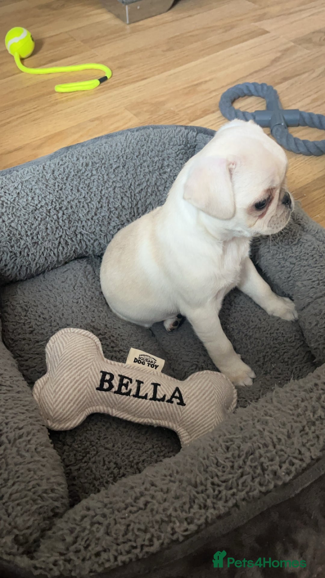 Pug dogs for sale: Rehoming our beautiful girl Bella :(  - Image 8