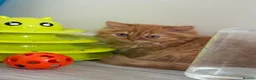 British Longhair cats for sale: Available now 😻 British Longhair kittens - TICA  - Advert 15
