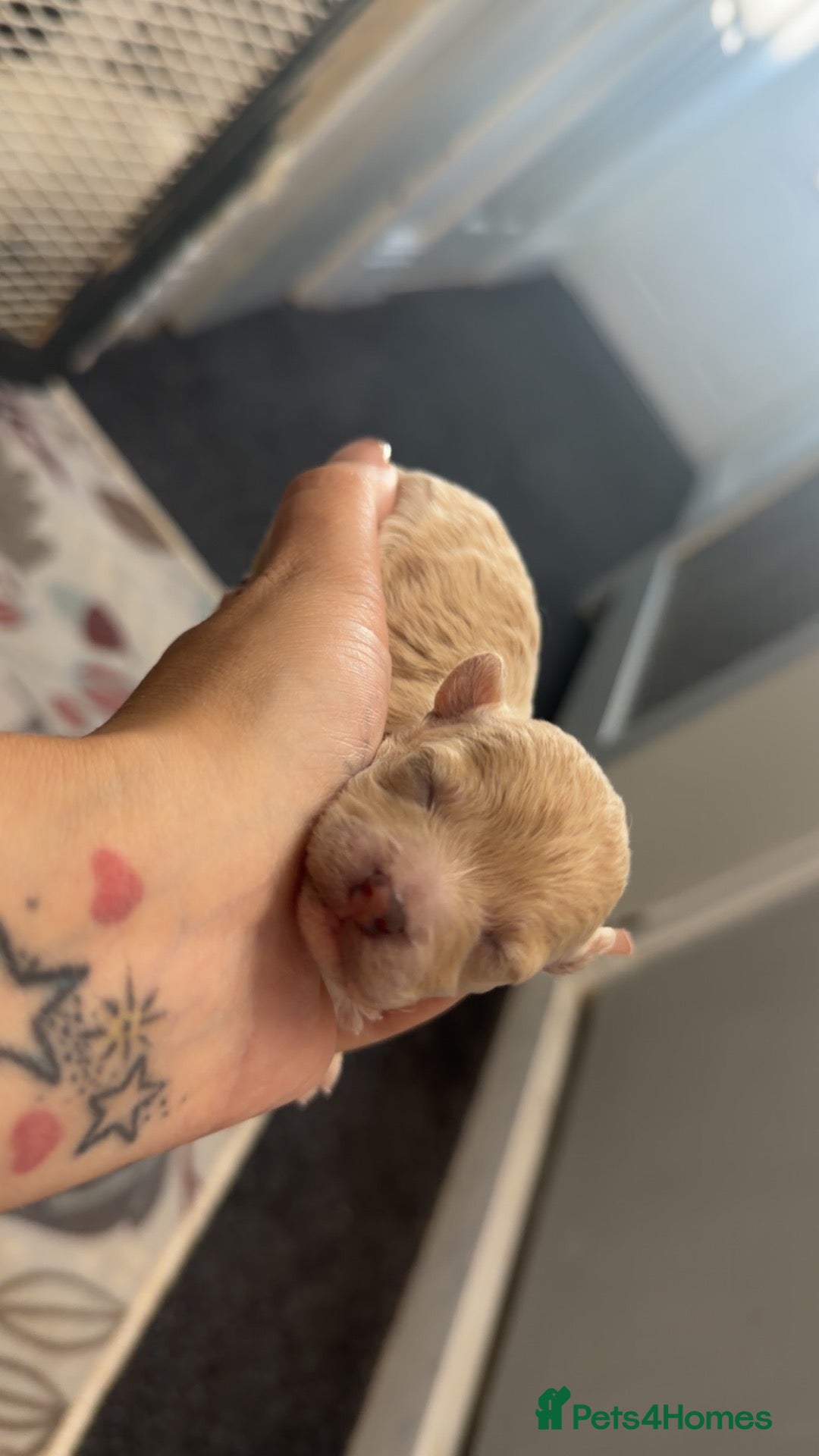 Maltipoo dogs 🩷Tiny Maltipoo,KC dna health clear parents 🥰 - Advert 1