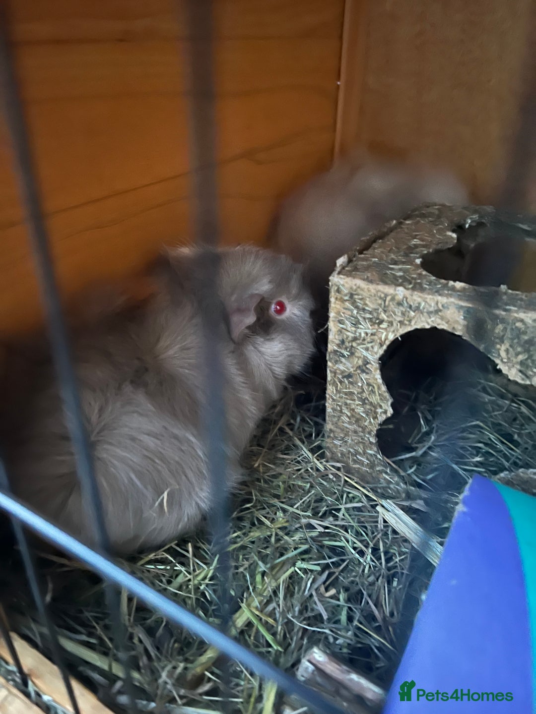Guinea Pig rodents for sale: Two rare lilac female sister guinea pigs and cage - Advert 2
