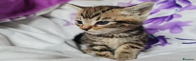 Kat