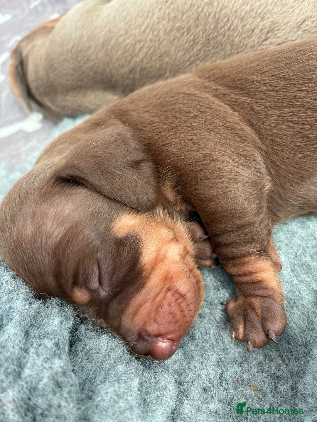 Miniature Dachshund dogs for stud: Mini dachshund STUD - Advert 8